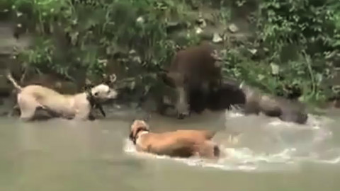 要说猎野猪还得是杜高犬,出场自带bgm